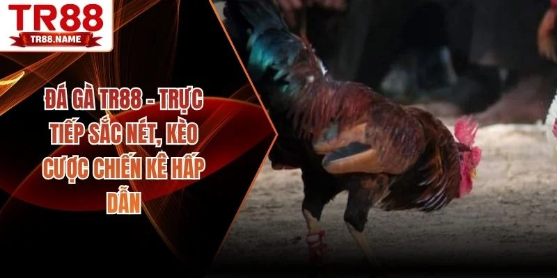 Đá gà TR88