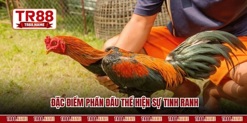 Đặc điểm phần đầu thể hiện sự tinh ranh